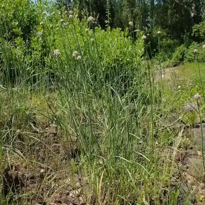 Foto von Steifer Lauch (Allium strictum)