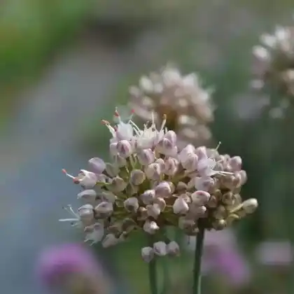 Foto von Duftlauch (Allium suaveolens)