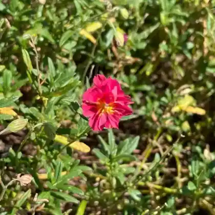 Foto von Sonnenröschen 'Rubin' (Helianthemum x hybridum 'Rubin')