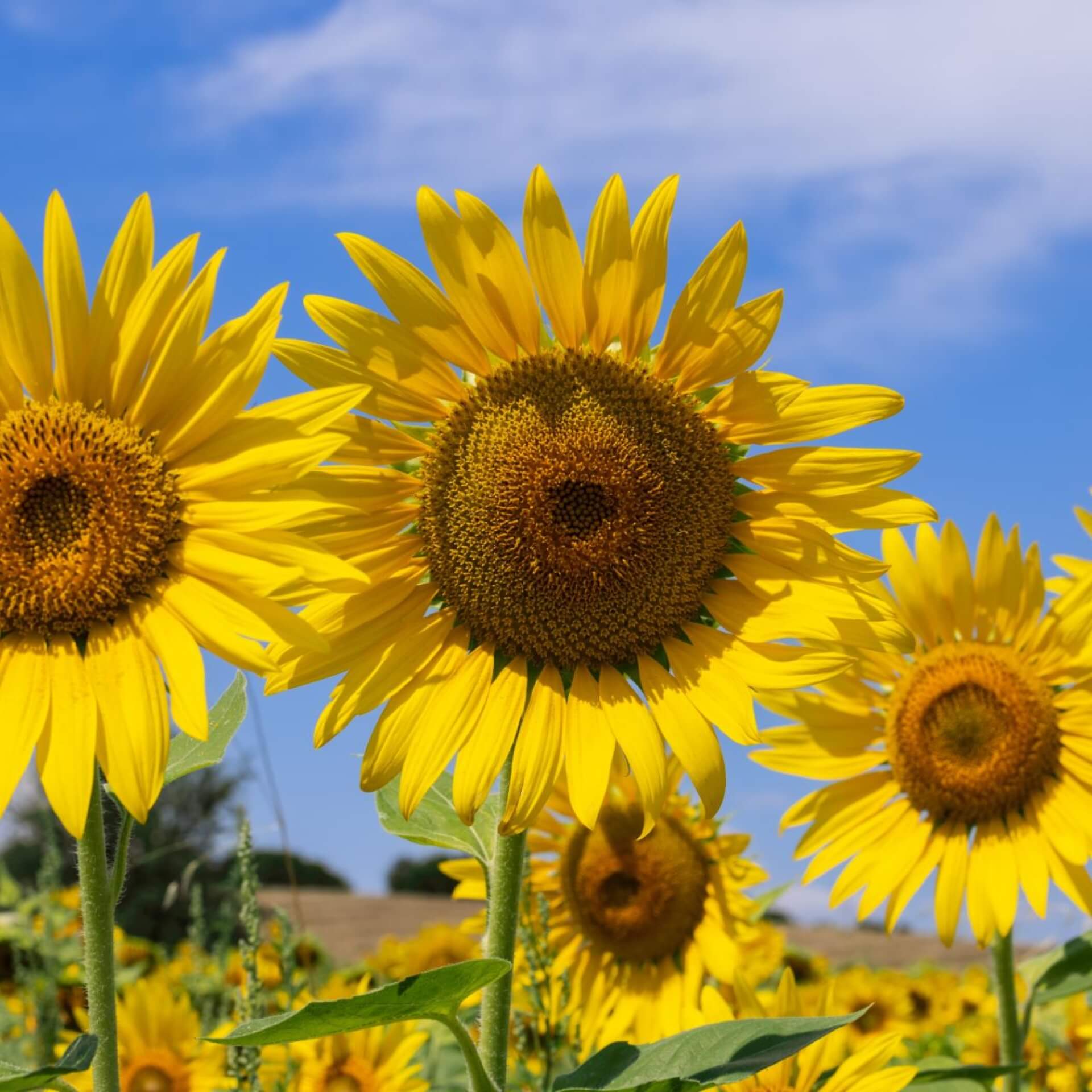 Gewöhnliche Sonnenblume (Helianthus annuus)