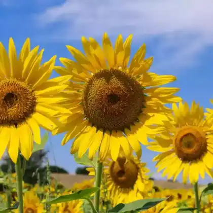 Foto von Gewöhnliche Sonnenblume (Helianthus annuus)