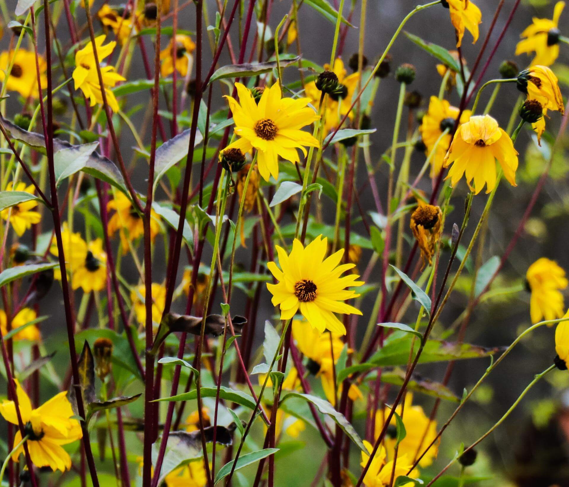 Stauden Sonnenblume Expertenwissen für den Garten