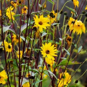Sonnenblumen Arten und Sorten