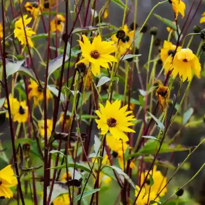 Foto von Stauden Sonnenblume (Helianthus atrorubens)