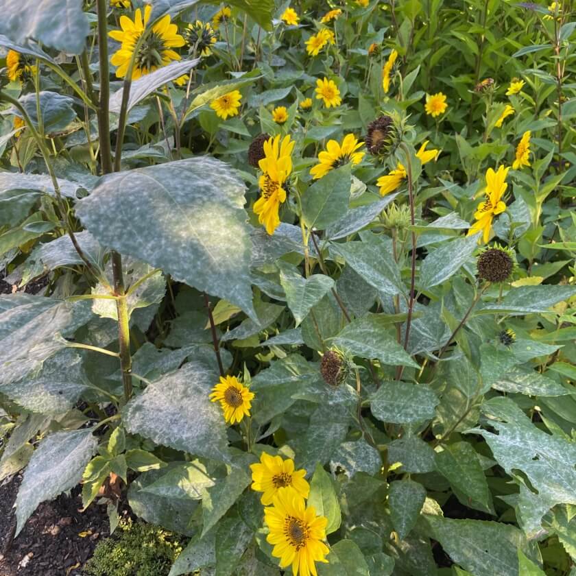 StaudenSonnenblume 'Capenoch Star' / Helianthus decapetalus 'Capenoch