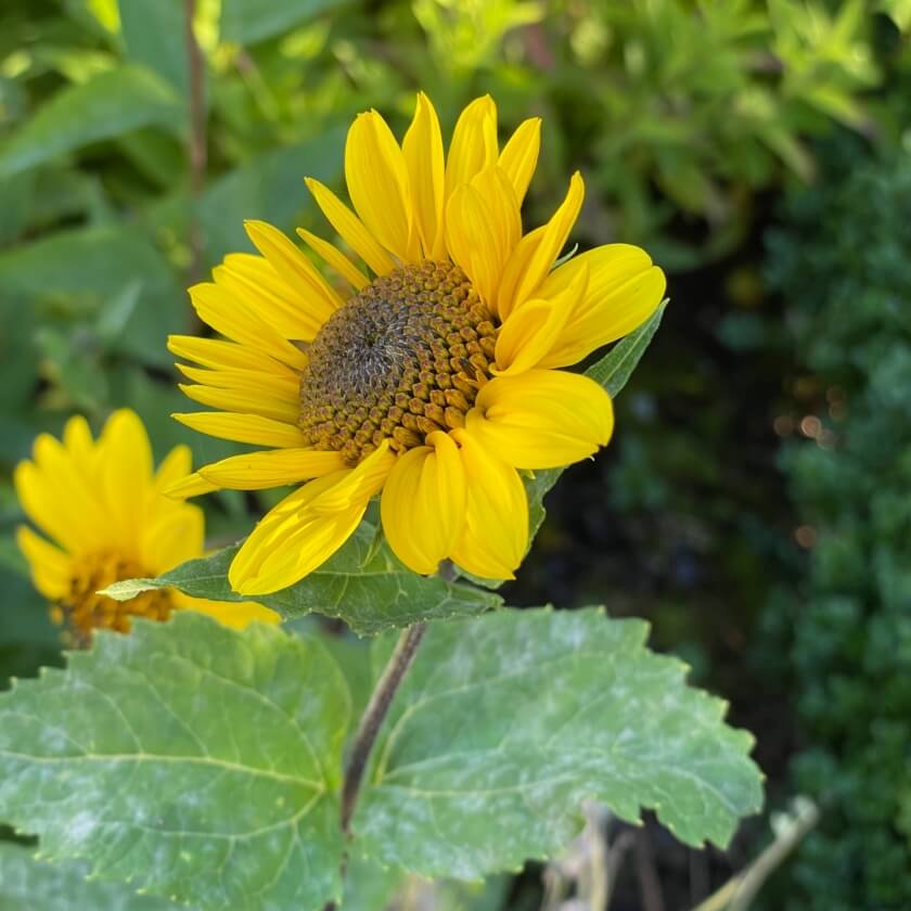 StaudenSonnenblume 'Capenoch Star' / Helianthus decapetalus 'Capenoch