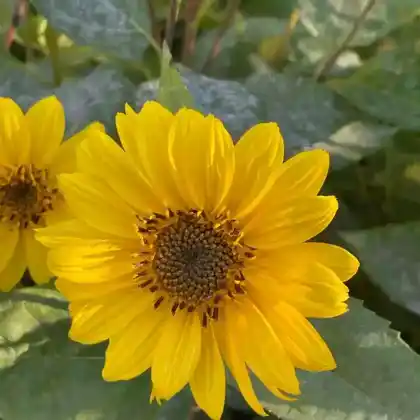 Foto von Stauden-Sonnenblume 'Capenoch Star' (Helianthus decapetalus 'Capenoch Star')