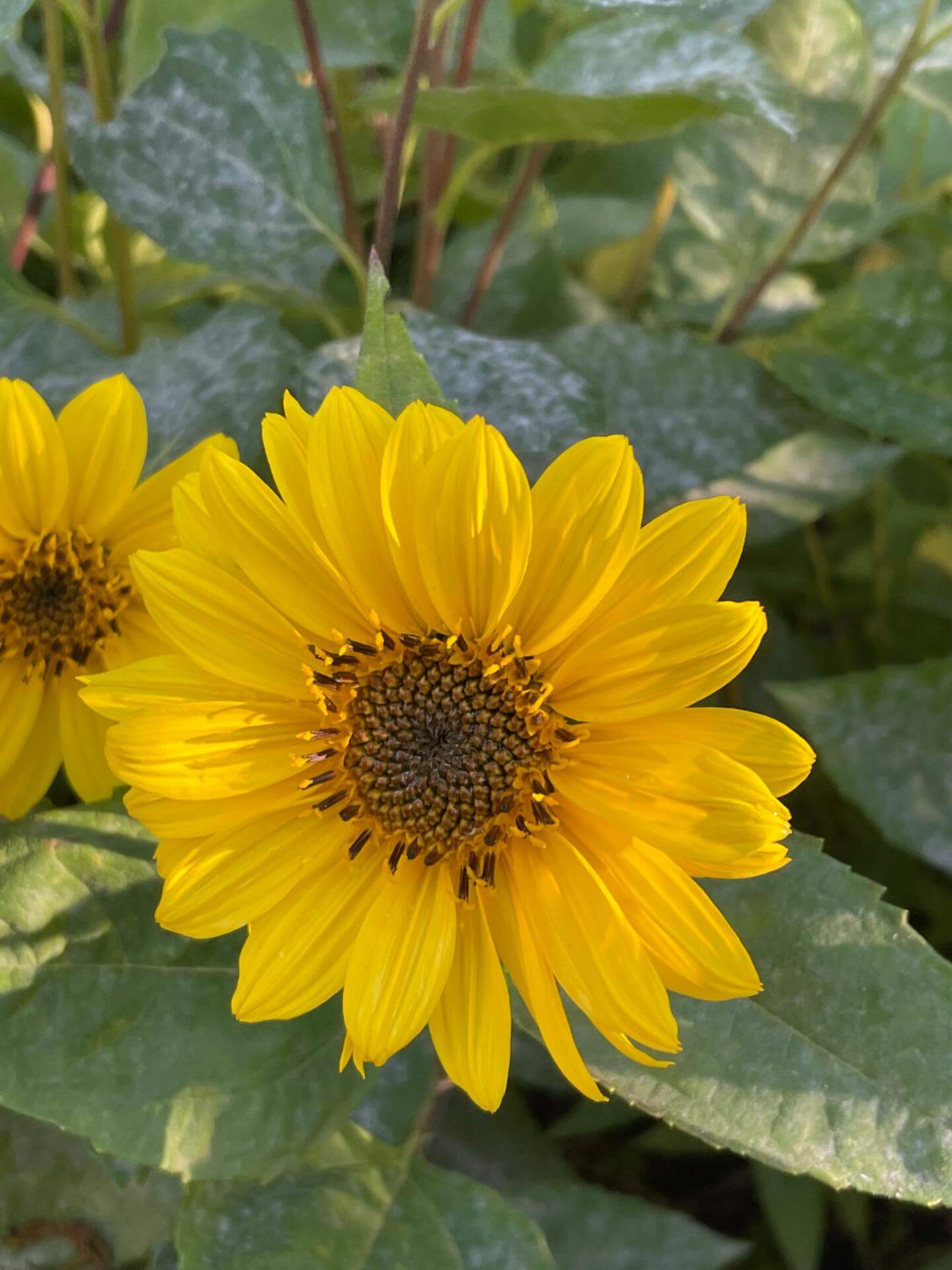 StaudenSonnenblume 'Capenoch Star' / Helianthus decapetalus 'Capenoch