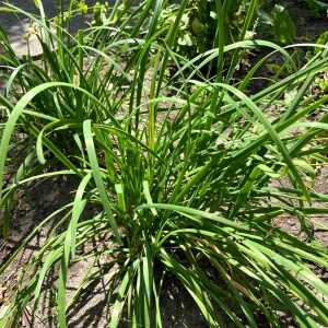 Allium tuberosum
