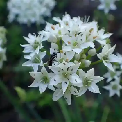 Foto von Schnitt-Knoblauch (Allium tuberosum)