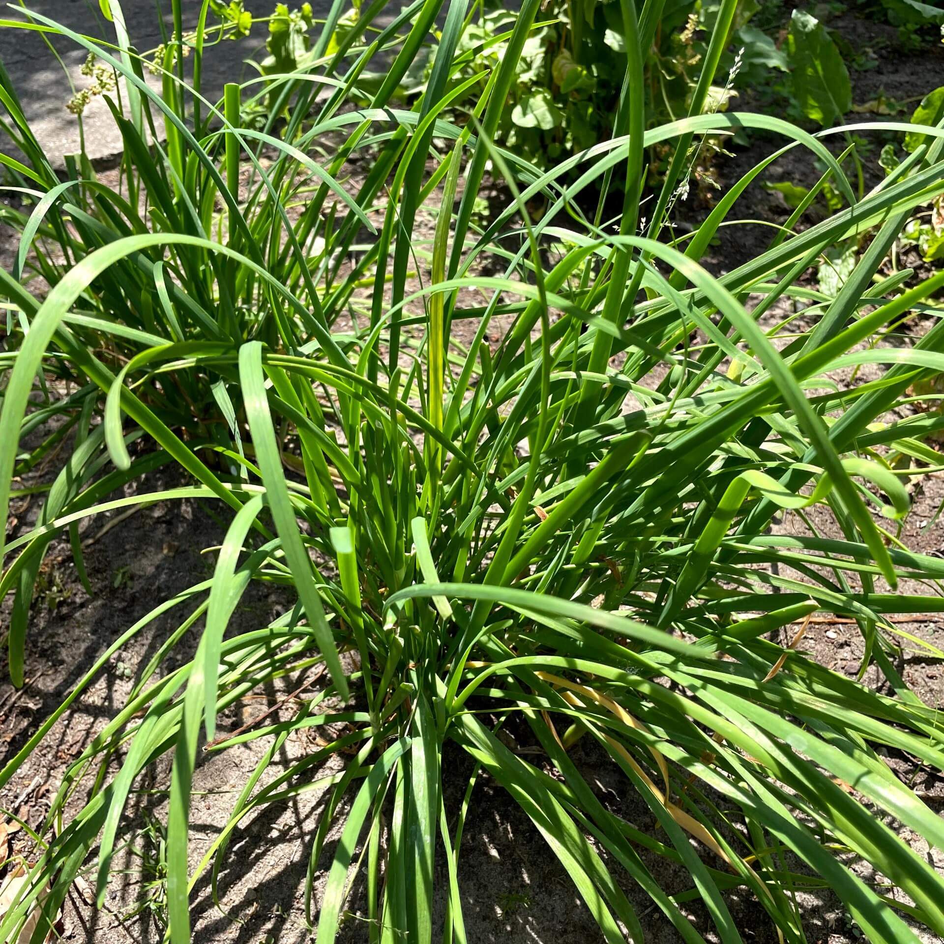 Schnitt-Knoblauch (Allium tuberosum)