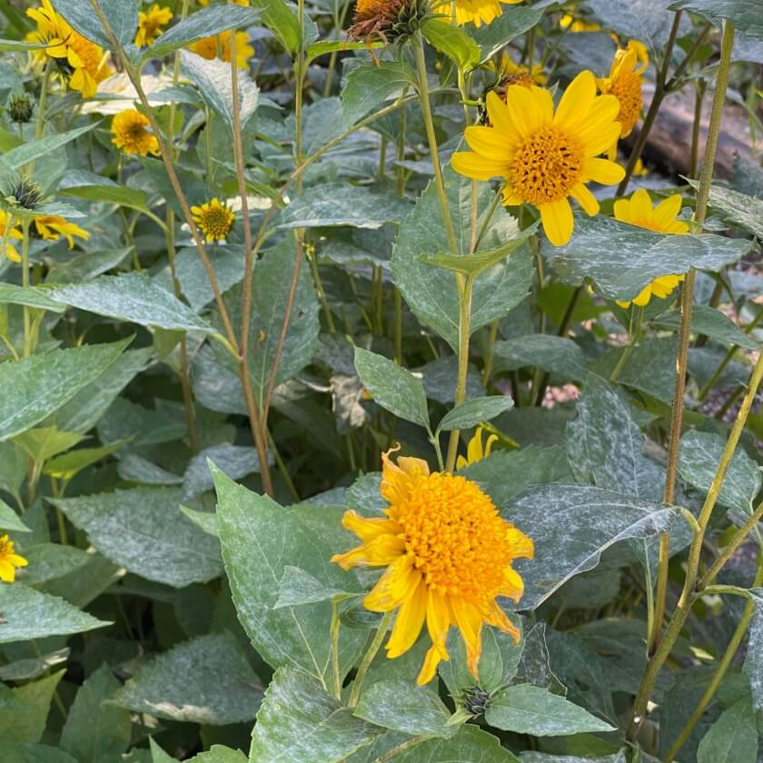 StaudenSonnenblume 'Meteor' / Helianthus decapetalus 'Meteor'