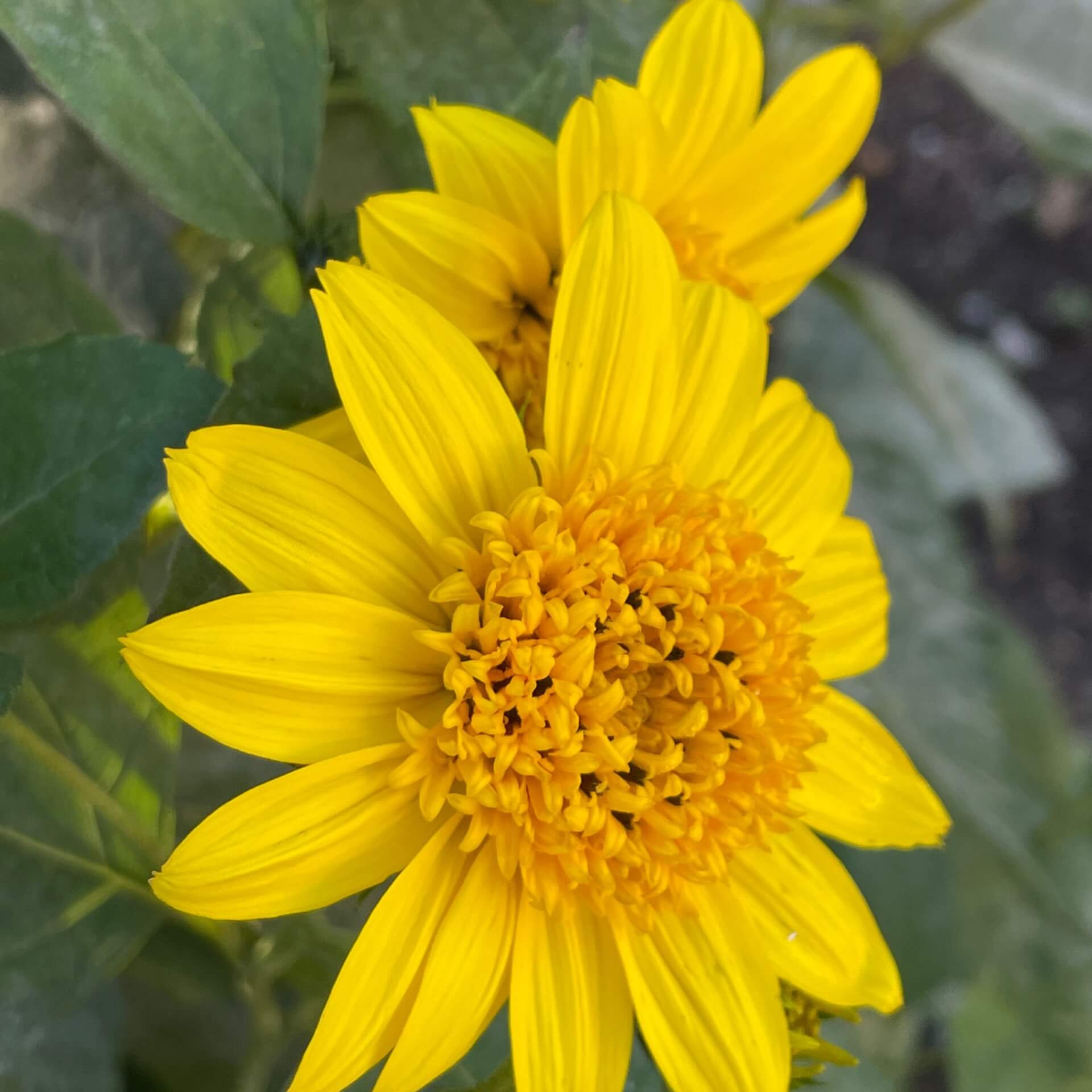 Stauden-Sonnenblume 'Meteor' (Helianthus decapetalus 'Meteor')