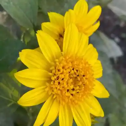 Foto von Stauden-Sonnenblume 'Meteor' (Helianthus decapetalus 'Meteor')