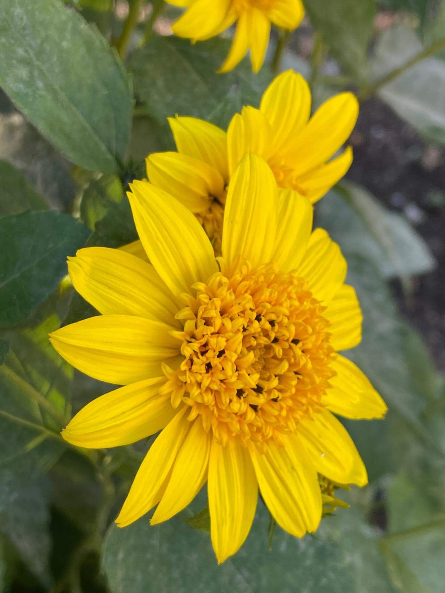 StaudenSonnenblume 'Meteor' / Helianthus decapetalus 'Meteor'