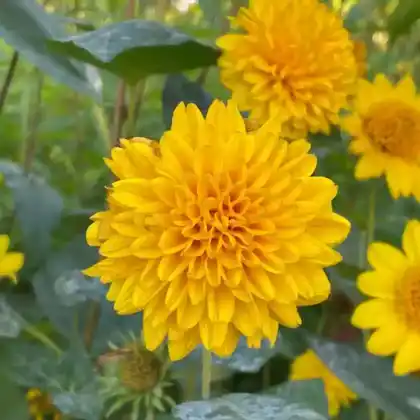 Foto von Stauden-Sonnenblume 'Soleil d'Or' (Helianthus decapetalus 'Soleil d'Or')