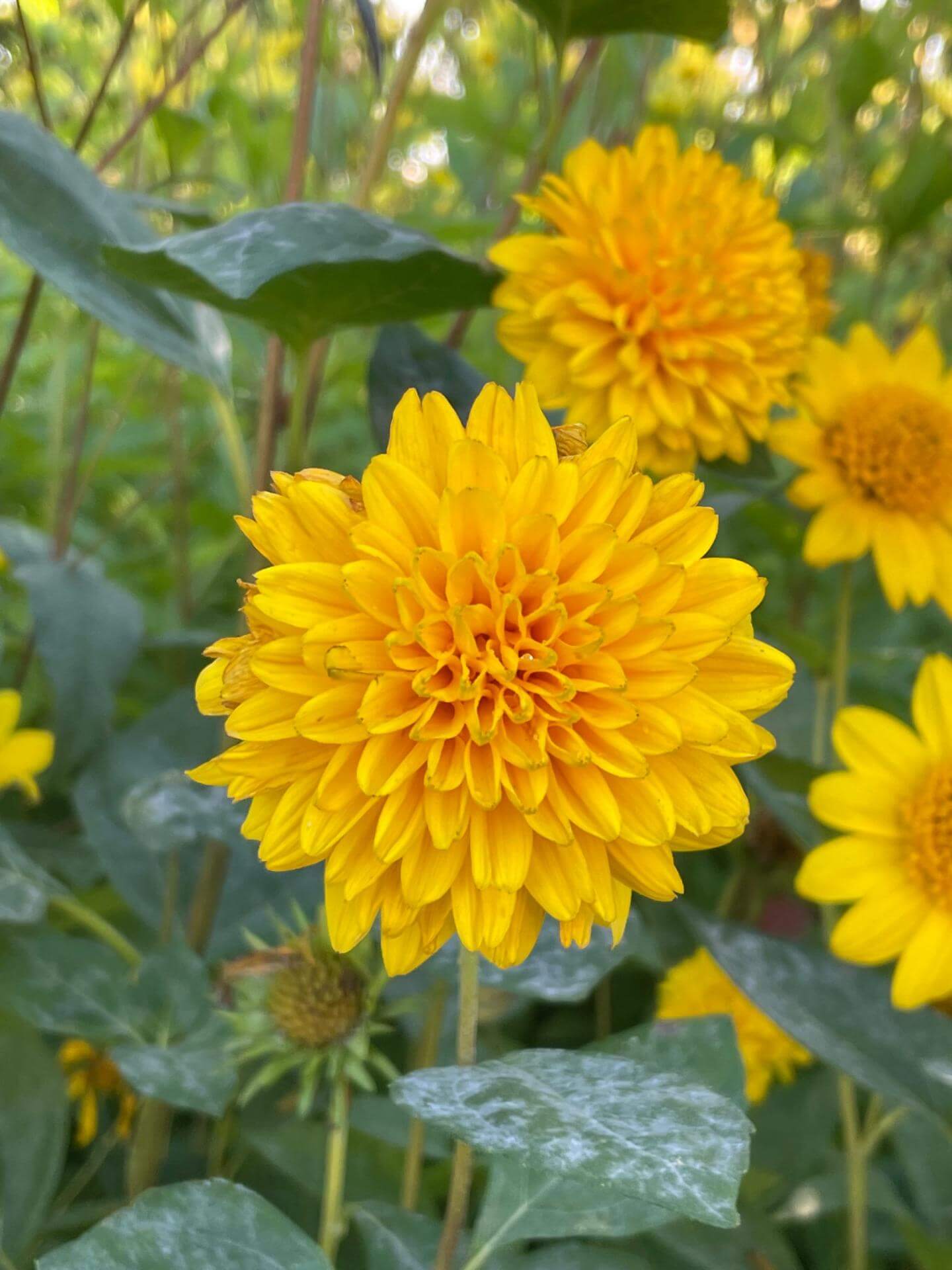 StaudenSonnenblume 'Soleil d'Or' / Helianthus decapetalus 'Soleil d'Or'