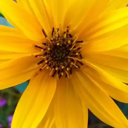Foto von Riesen-Sonnenblume 'Sheila's Sunshine' (Helianthus giganteus 'Sheila's Sunshine')