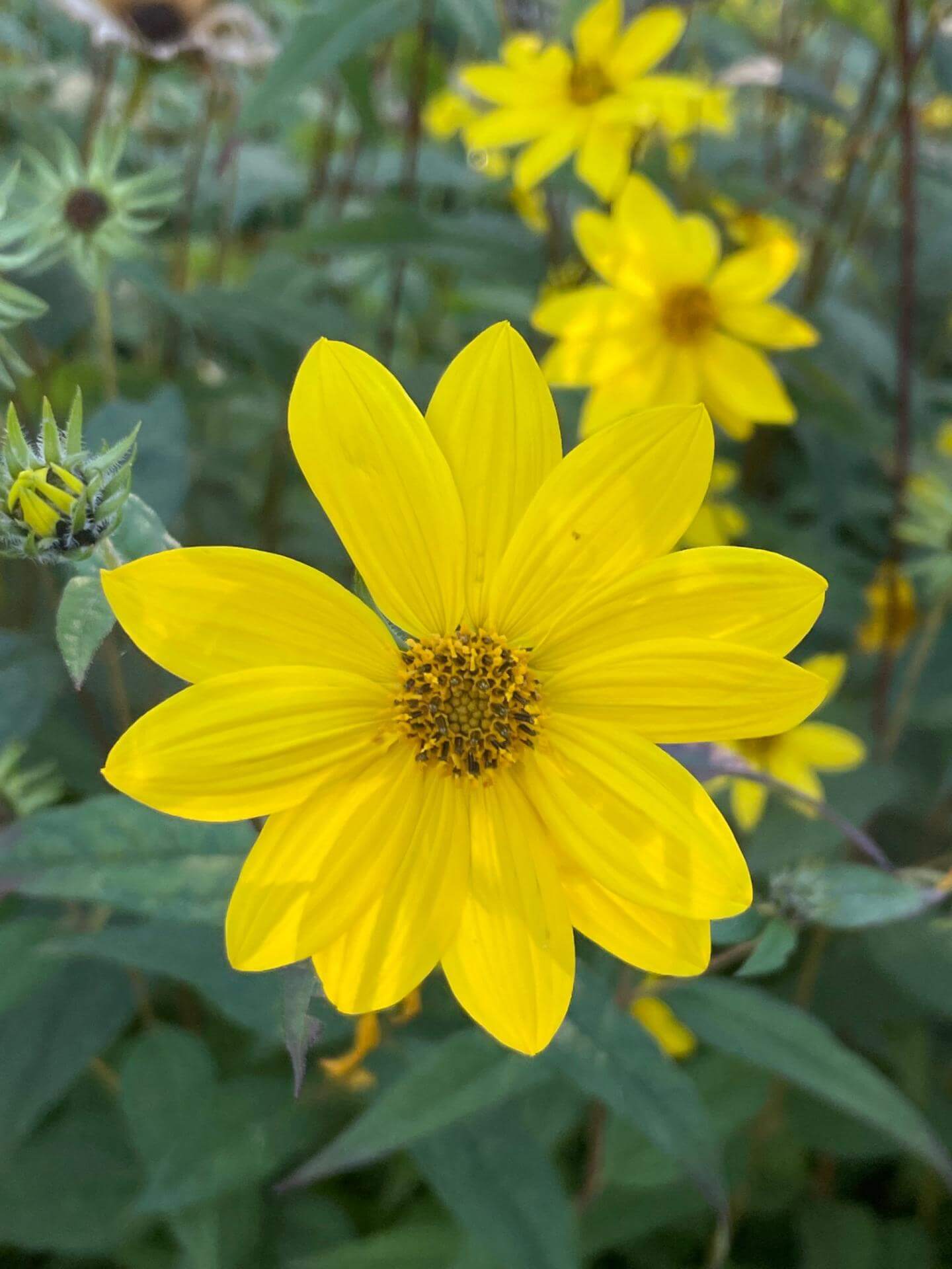 Kleinblumige Sonnenblume / Helianthus microcephalus