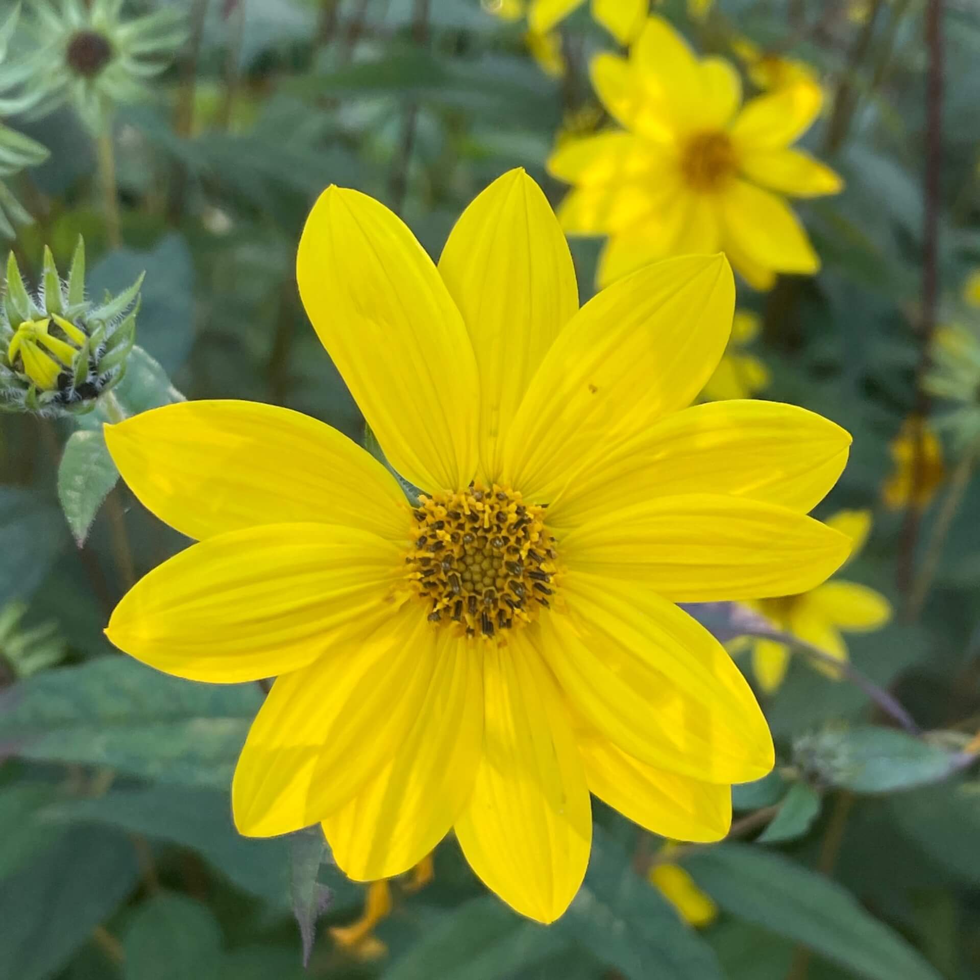 Kleinblumige Sonnenblume (Helianthus microcephalus)