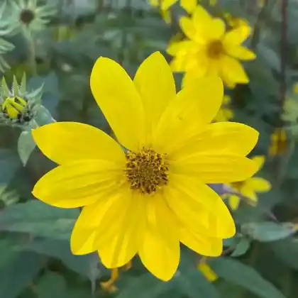 Foto von Kleinblumige Sonnenblume (Helianthus microcephalus)