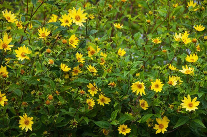 Kleinblumige Sonnenblume / Helianthus microcephalus