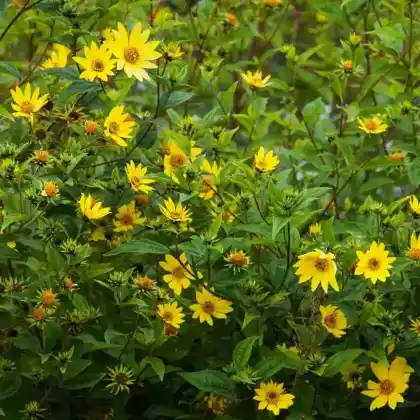 Foto von Kleinköpfige Sonnenblume 'Lemon Queen' (Helianthus microcephalus 'Lemon Queen')