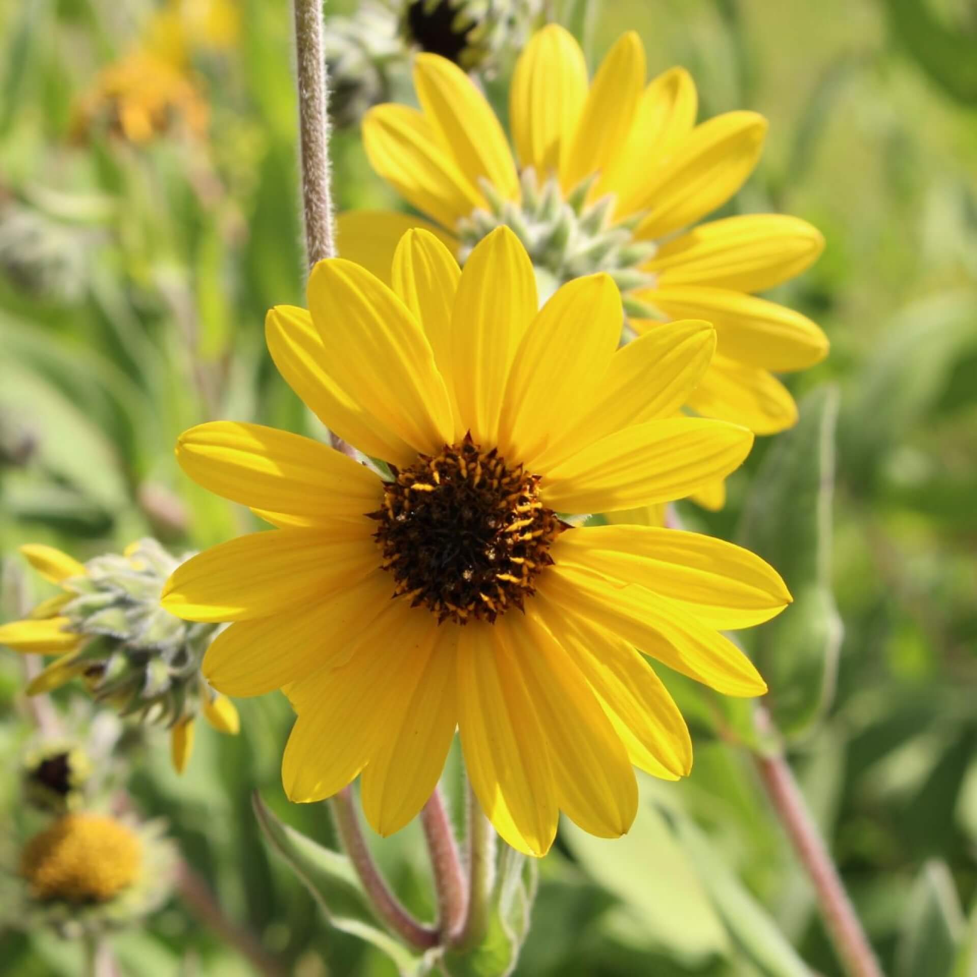 Behaarte Sonnenblume (Helianthus mollis)