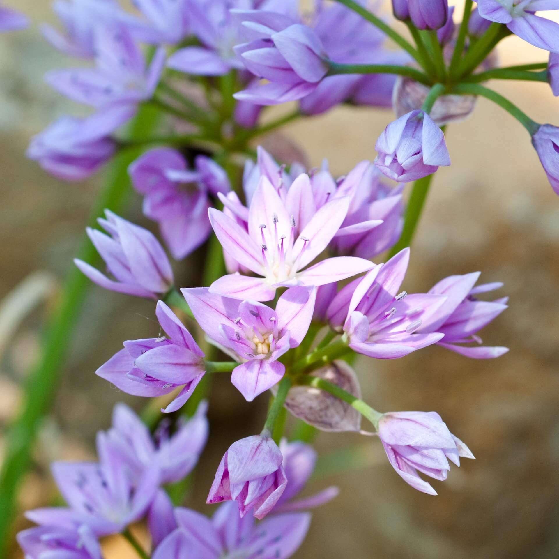 Einblättriger Lauch (Allium unifolium)