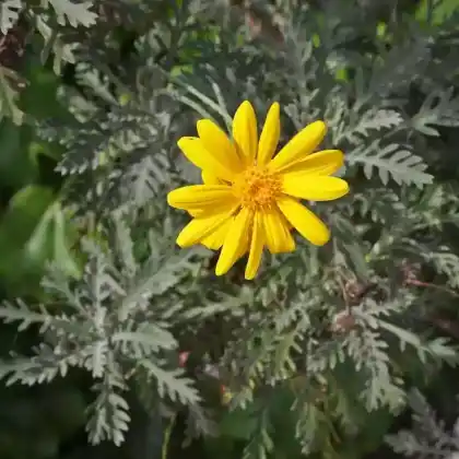 Foto von Wenigblättrige Sonnenblume (Helianthus occidentalis)