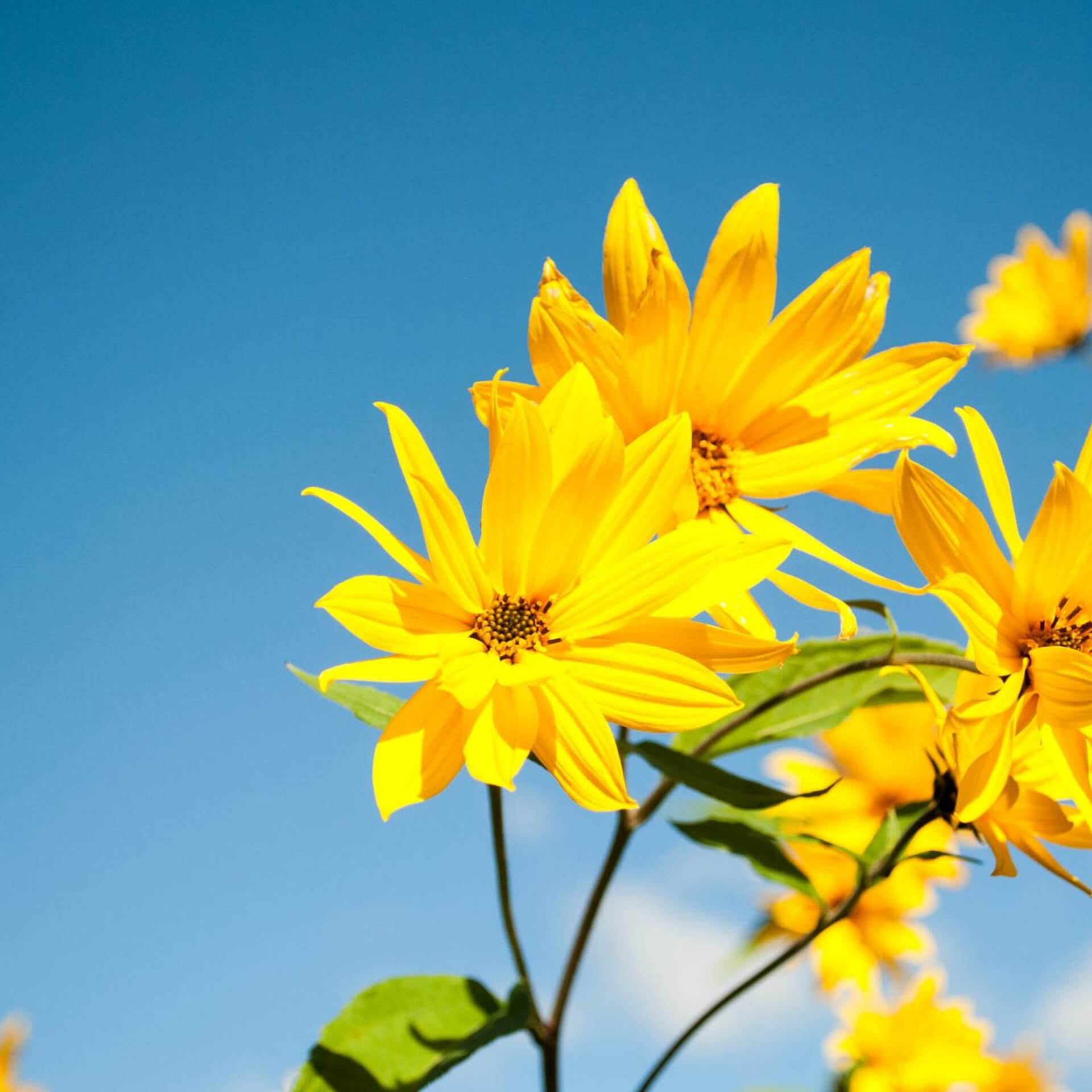 Armblütige Sonnenblume (Helianthus rigidus)