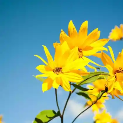 Foto von Armblütige Sonnenblume (Helianthus rigidus)