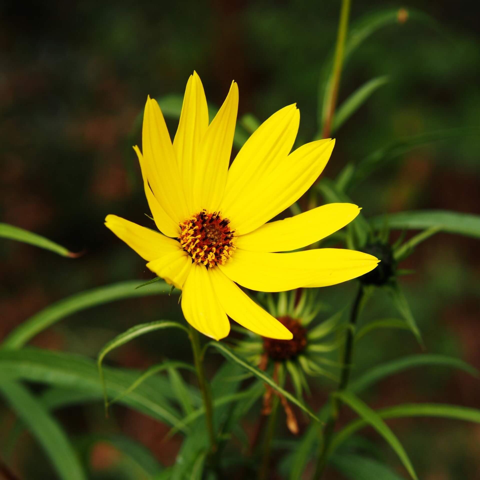 Weidenblättrige Sonnenblume (Helianthus salicifolius)