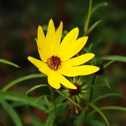 Foto von Weidenblättrige Sonnenblume (Helianthus salicifolius)