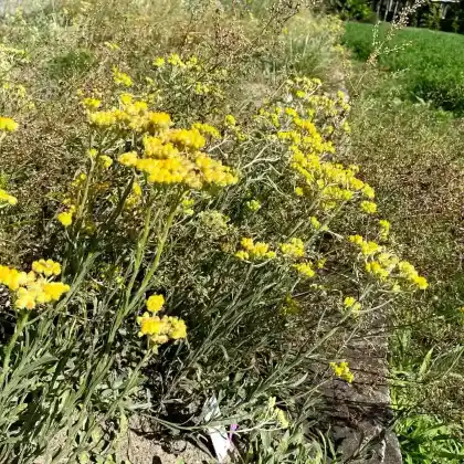 Foto von Sand-Strohblume (Helichrysum arenarium)