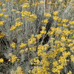 Helichrysum italicum