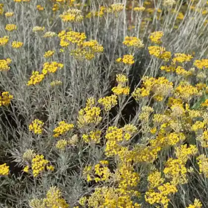 Foto von Currykraut (Helichrysum italicum)