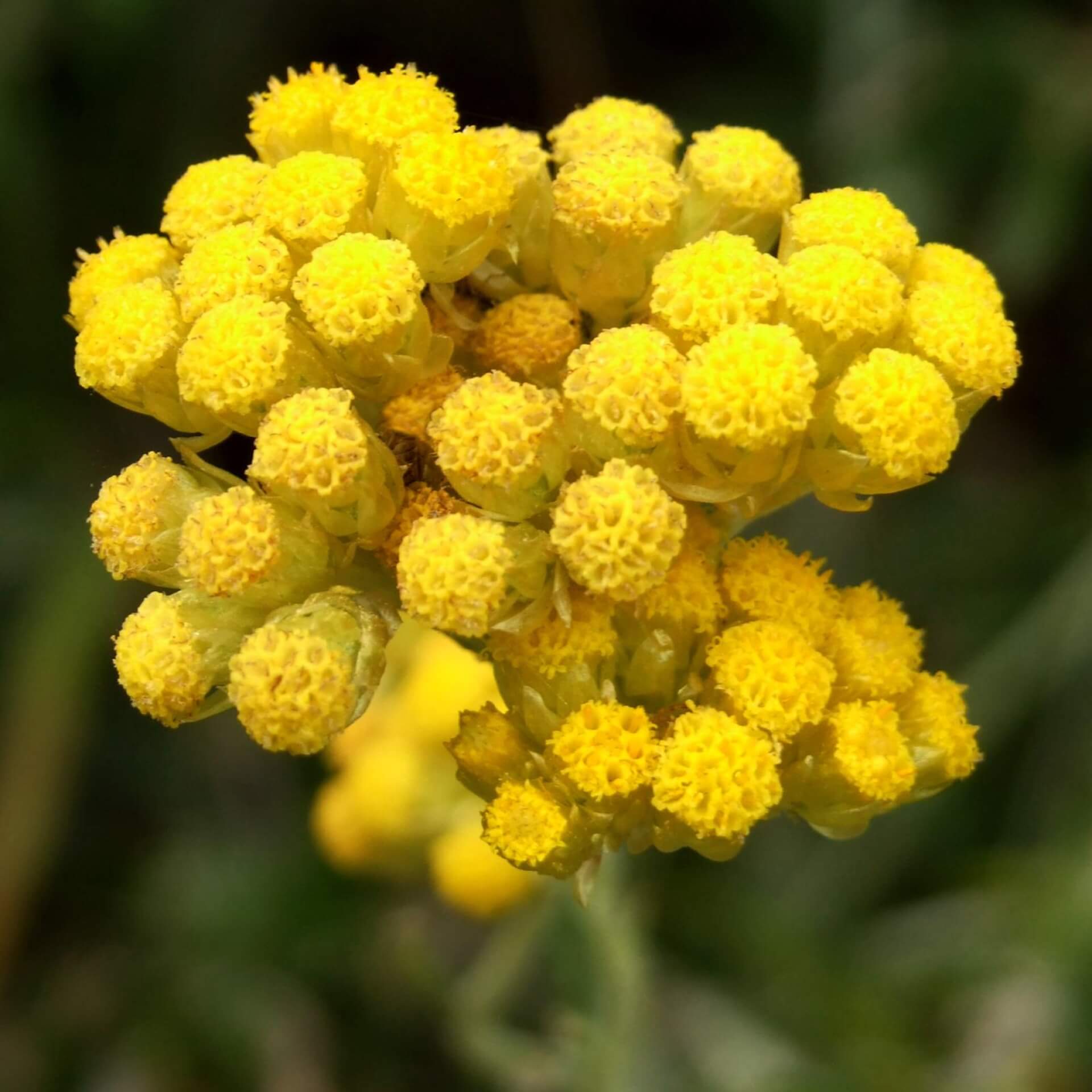 Currykraut 'Dwarf Curry' (Helichrysum italicum 'Dwarf Curry')