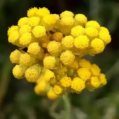Foto von Currykraut 'Dwarf Curry' (Helichrysum italicum 'Dwarf Curry')