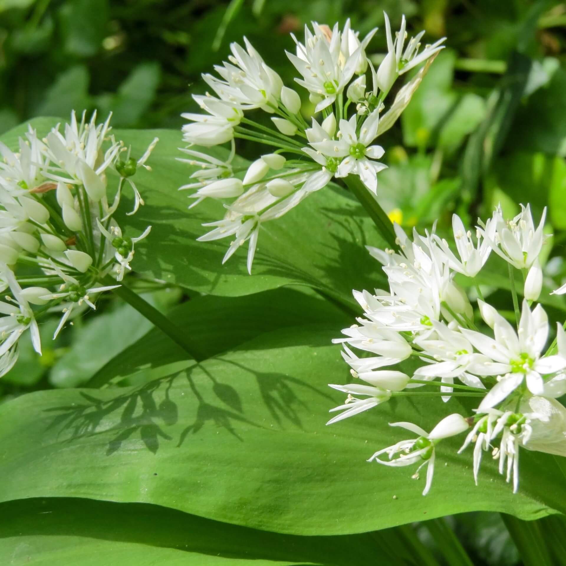 Bärlauch (Allium ursinum)