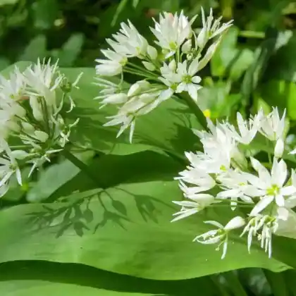 Foto von Bärlauch (Allium ursinum)