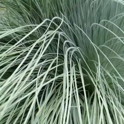 Foto von Blaustrahlhafer (Helictotrichon sempervirens)