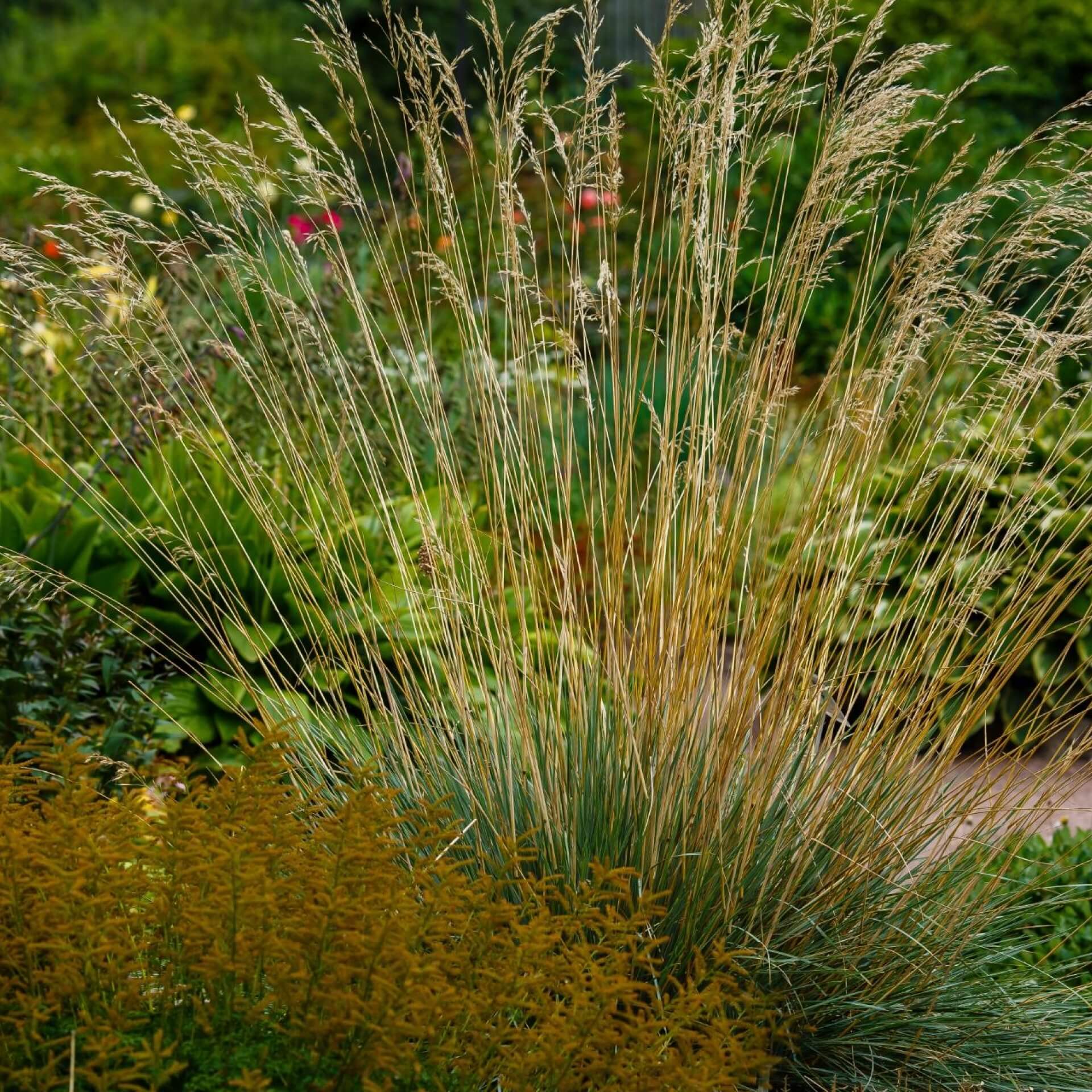 Blaustrahlhafer 'Pendula' (Helictotrichon sempervirens 'Pendula')