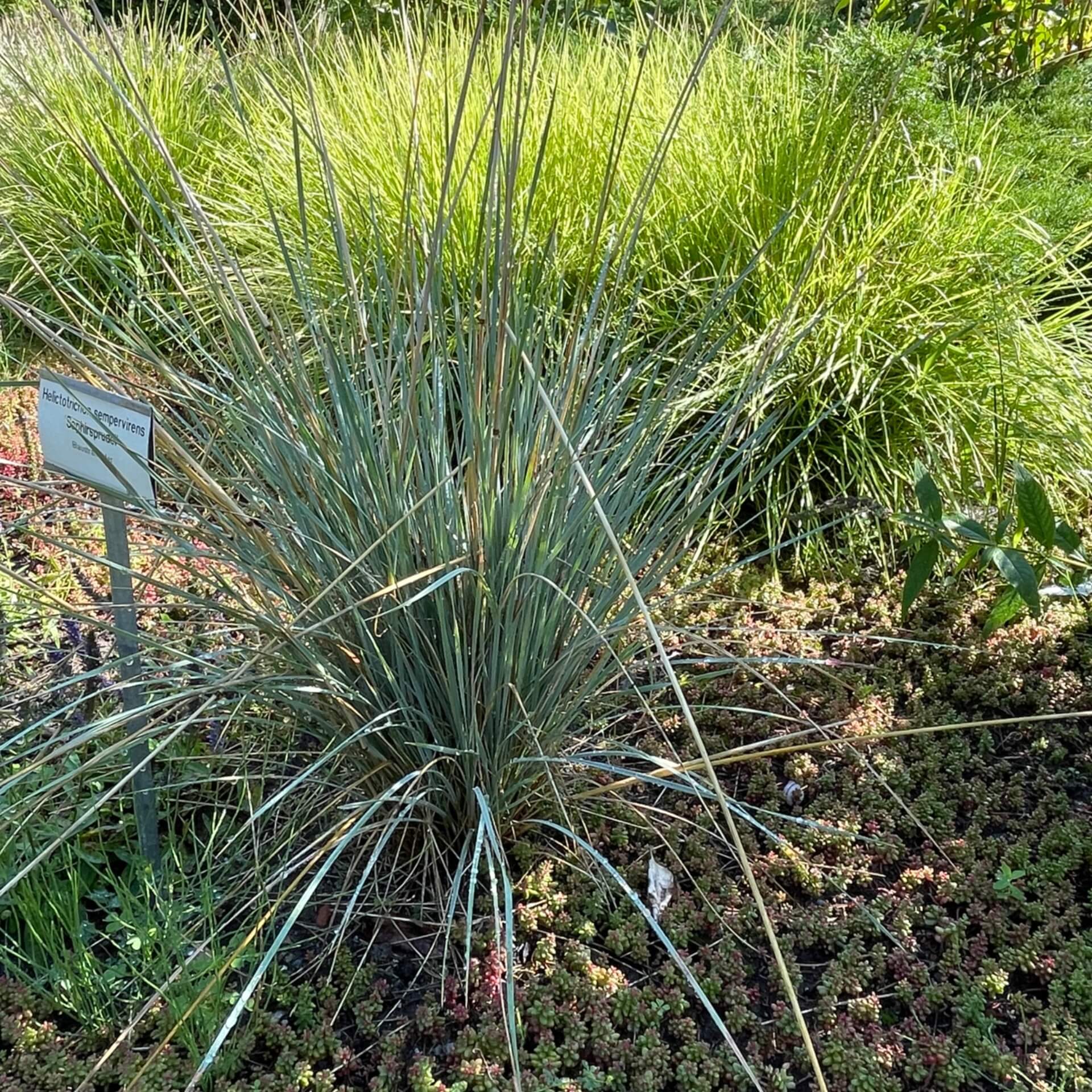 Blaustrahlhafer 'Saphirsprudel' (Helictotrichon sempervirens 'Saphirsprudel')