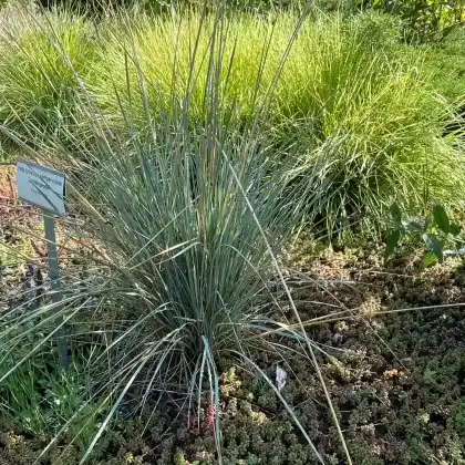 Foto von Blaustrahlhafer 'Saphirsprudel' (Helictotrichon sempervirens 'Saphirsprudel')