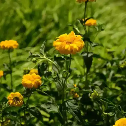 Foto von Garten-Sonnenauge 'Karat' (Heliopsis scabra 'Karat')