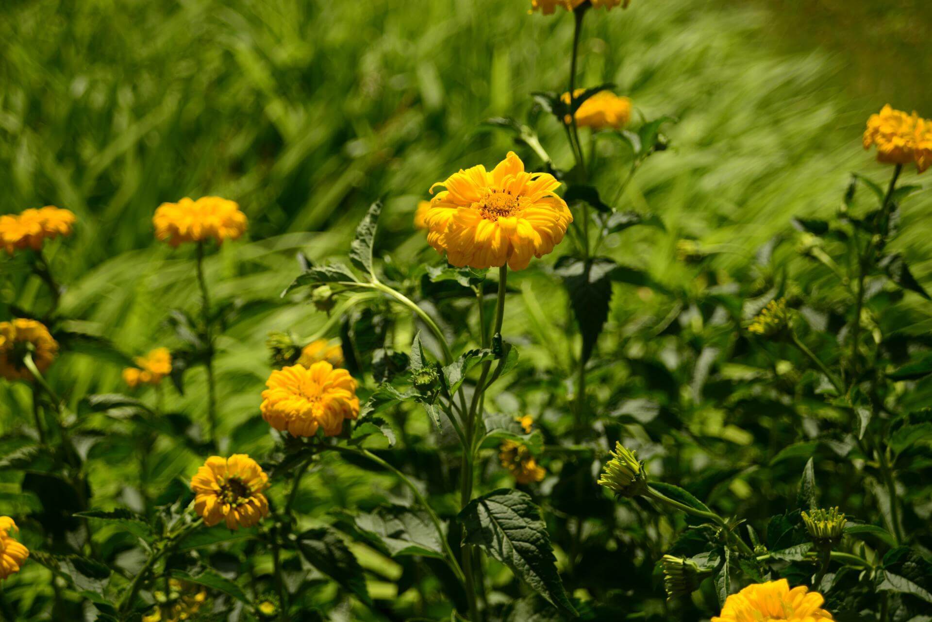 GartenSonnenauge 'Karat' / Heliopsis scabra 'Karat'