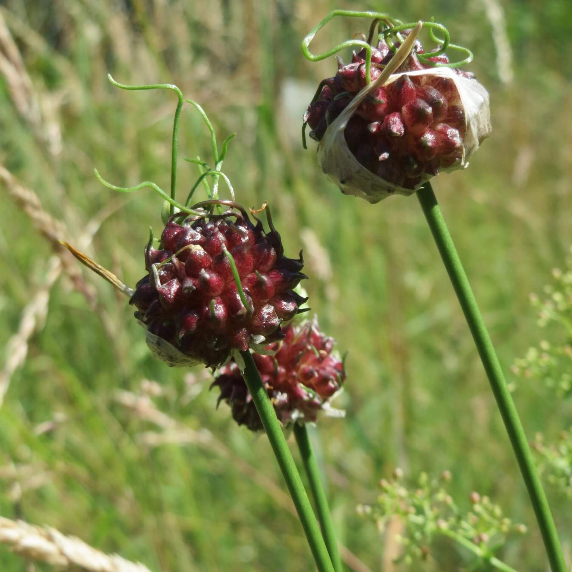 Weinbergs-Lauch (Allium vineale)