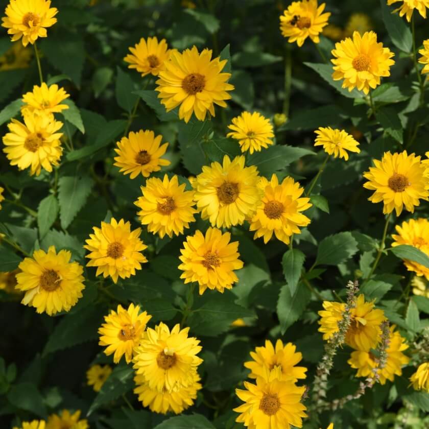 GartenSonnenauge 'Venus' / Heliopsis scabra 'Venus'