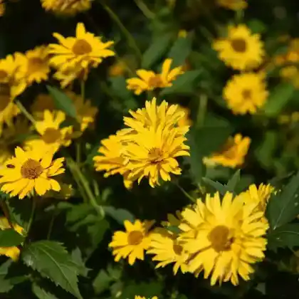 Foto von Garten-Sonnenauge 'Venus' (Heliopsis scabra 'Venus')
